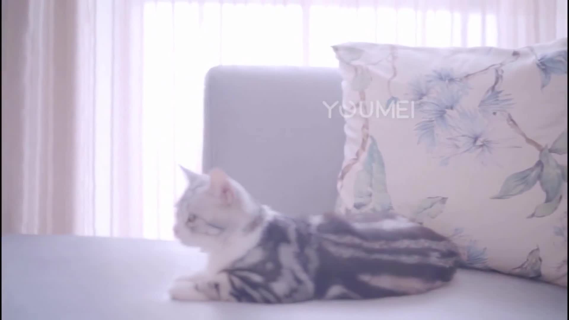 图片[3]-YouMei_尤美视频_2019.01.15_No.174_少女与猫_喵星人_MP4_96MB-丽丝屋