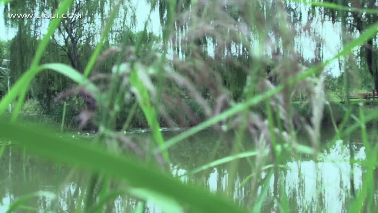 Ligui丽柜_高清视频_2019.10.01_职场新秀_青青河边草_汐汐_1V_131M-丽丝屋